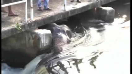 El trabajo en equipo de un grupo de aldeanos en India consigue salvar a un elefante en peligro