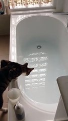 Curious Cat Learns About Water the Hard Way