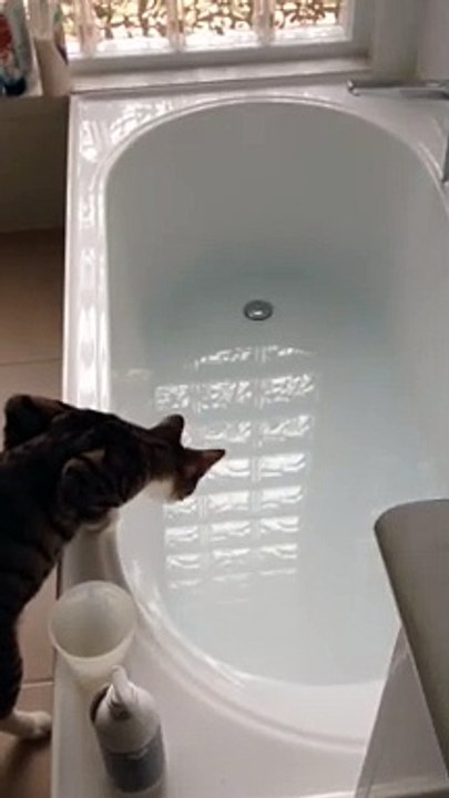 Curious Cat Learns About Water the Hard Way