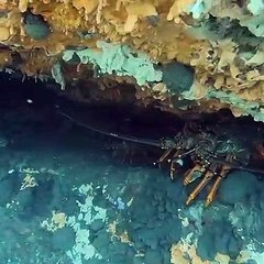 Diver Swims Through Colony of Crayfish