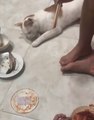Funny Videos Cat pretending to sleep to steal the fish on the plate Funny Videos 2020 Trendler
