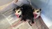 Bébés opossums : petit mais vraiment pas contents