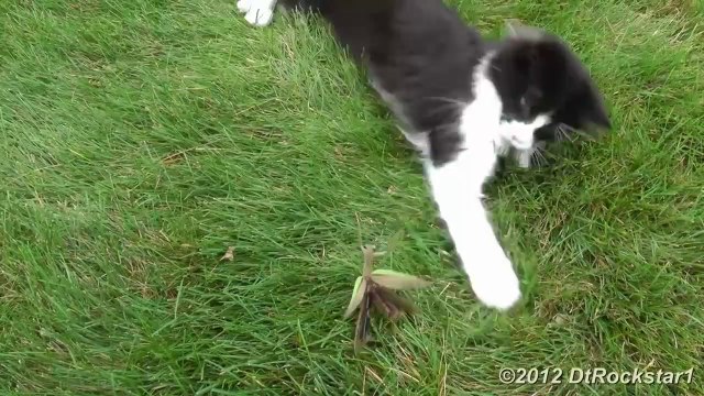 Une grosse mante religieuse tient tête à un chaton