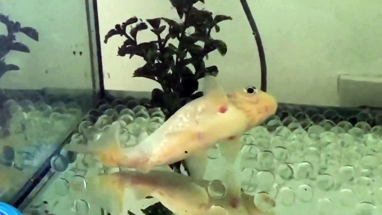 Ce qu'il va faire pour son vieux poisson rouge malade est magnifique
