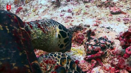 3Sat Doku - Helden der Evolution(1/3) - Schildkröten