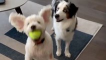 Who Says Dogs Can't Do Trick Shots?