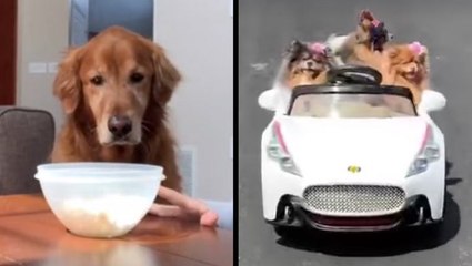 Good Boy Resists Snacking & Fluffy Dogs Cruise Around In Style