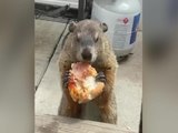 This Pizza-Eating Groundhog Is the Quarantine Icon We Need