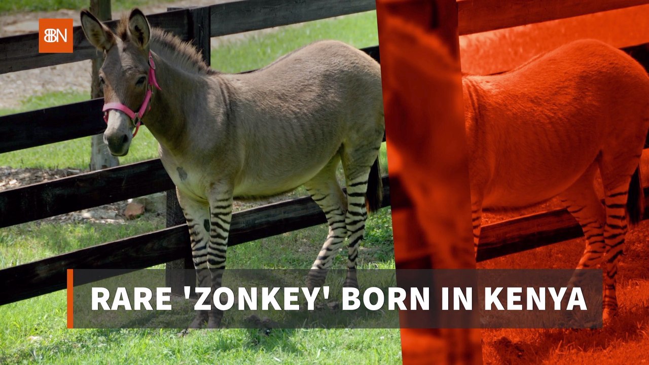 The Rare 'Zonkey'