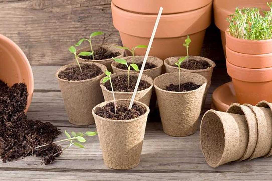 Tips for First-Time Seed Starters