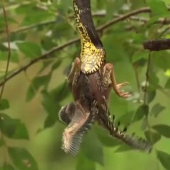 The mother who rescues her baby from the snake trap
