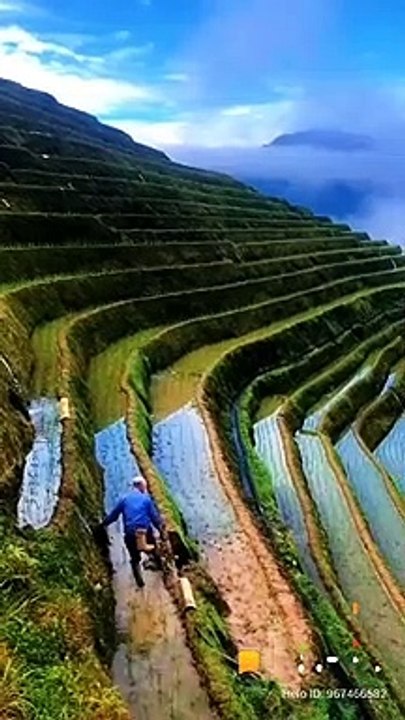Paddy cultivation in hill region  through terrace forming