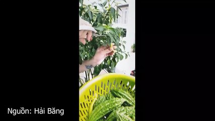 Vườn rau nhà Hải Băng