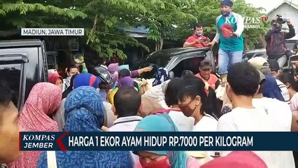 Harga Anjlok, Peternak Bagikan Ayam Gratis ke Warga