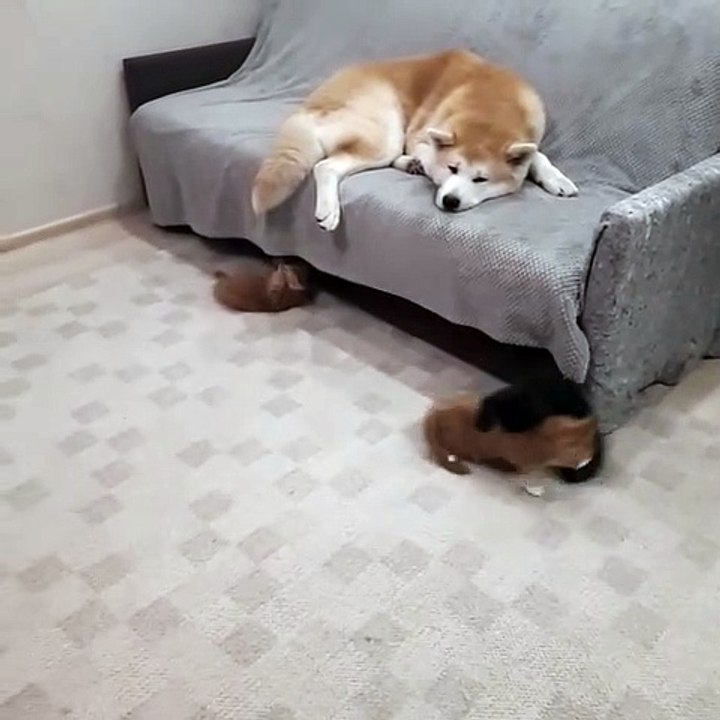 cats fight