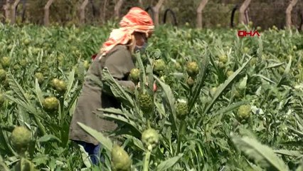 İZMİR Enginar üreticisine kadın kooperatifinden destek