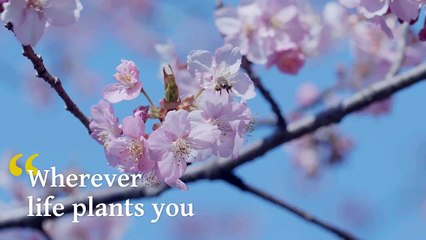 Quote of the Week _ Spring Time _ Summer _ Seed Processing, Packing, Storage _ Jam Jam Group