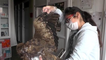 Yaralı bulunan kızıl şahin tedavi edildi