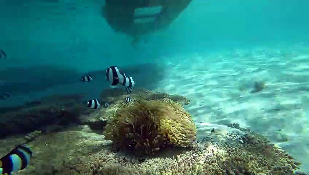 Poissons clowns et anémones dans le lagon de Mahebourg