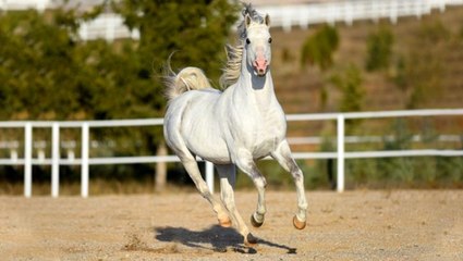 Damızlığa ayrılan şampiyon at Turbo'nun sperması Tarım İşletmeleri'ne 1,5 milyar lira kazandırdı