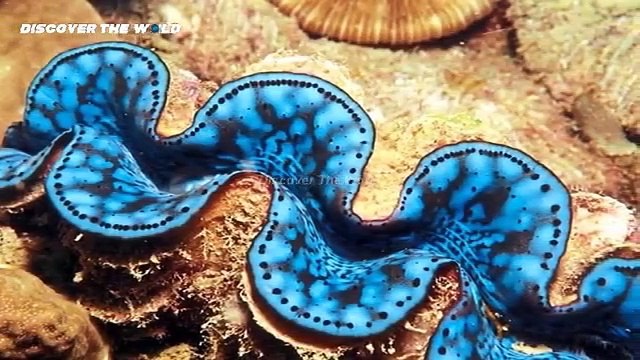 5 Most Giant Sea Creatures You’ve Ever Seen in Urdu Hindi