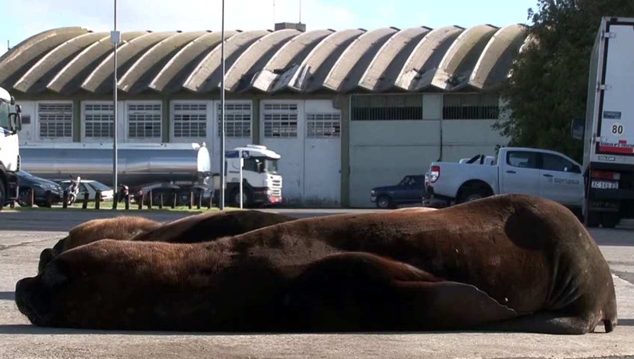 Seelöwen bevölkern Stadt in Argentinien in der Corons-Krise