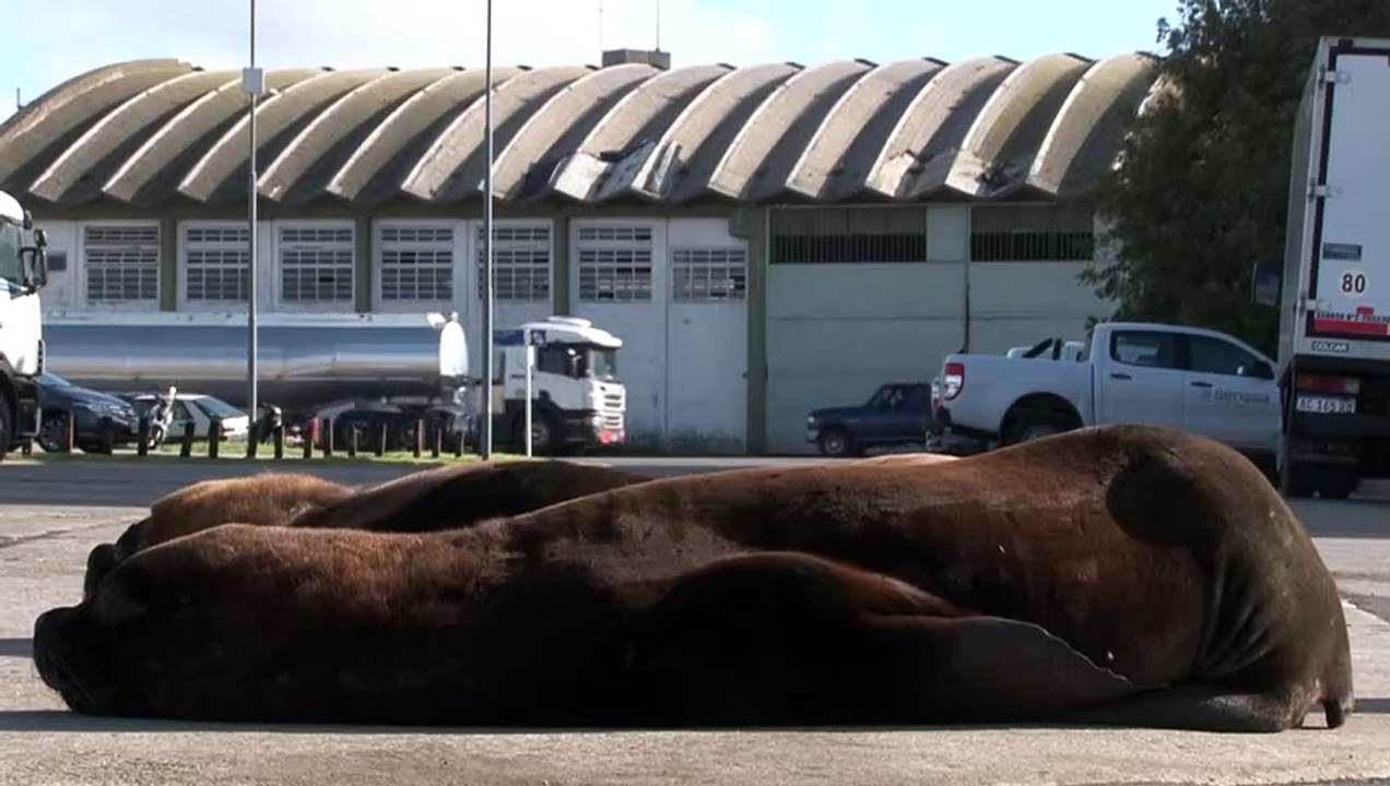 Seelöwen bevölkern Stadt in Argentinien in der Corons-Krise