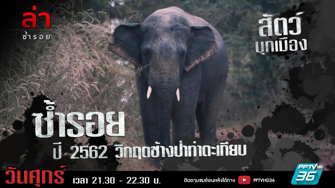 รายการล่า | EP.288 ตอน วิกฤตช้างป่าท่าตะเกียบ (2/4)