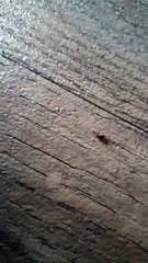 Saint-Étienne : une jeune maman trouve un insecte dans une boîte de lait infantile