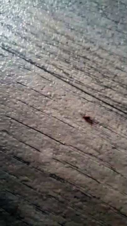 Saint-Étienne : une jeune maman trouve un insecte dans une boîte de lait infantile