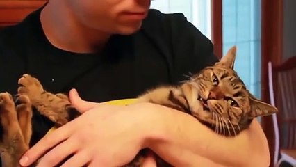 How cats react to kisses...it's funny!!!