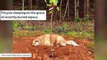 Three-Legged Dog Mourns The Deaths Of His Animal Friends