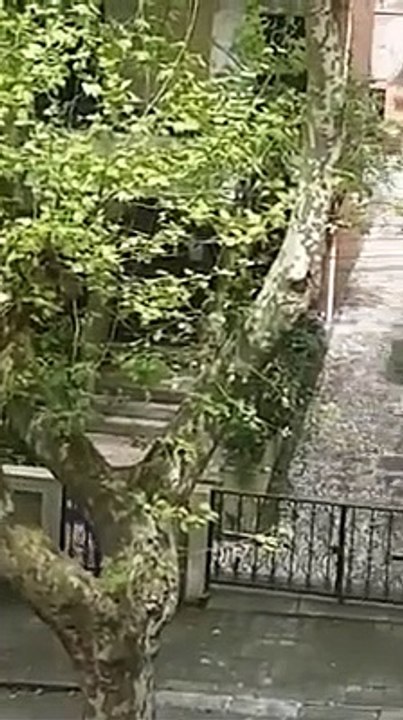 Ladrão é filmado a assaltar carro em plena luz do dia no Porto