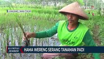 Hama Wereng Coklat Rusak Ratusan Hektar Tanaman Padi