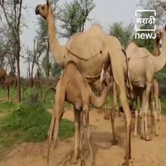 Indian Railways Delivers Camel Milk For Autistic Child