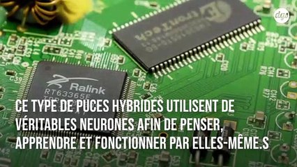 Les puces informatiques de demain tireront leur puissance de véritables neurones humains
