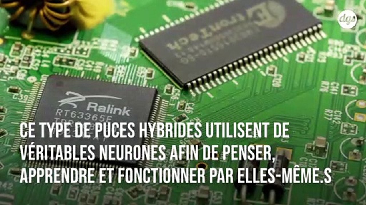 Les puces informatiques de demain tireront leur puissance de véritables neurones humains