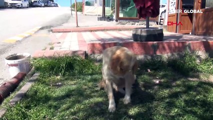 Sahibini 5 gündür hastane önünde bekleyen köpek kayıp