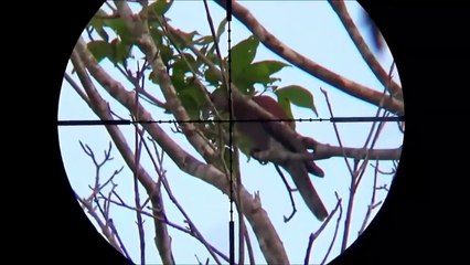 pcp scope cam airgun hunting
