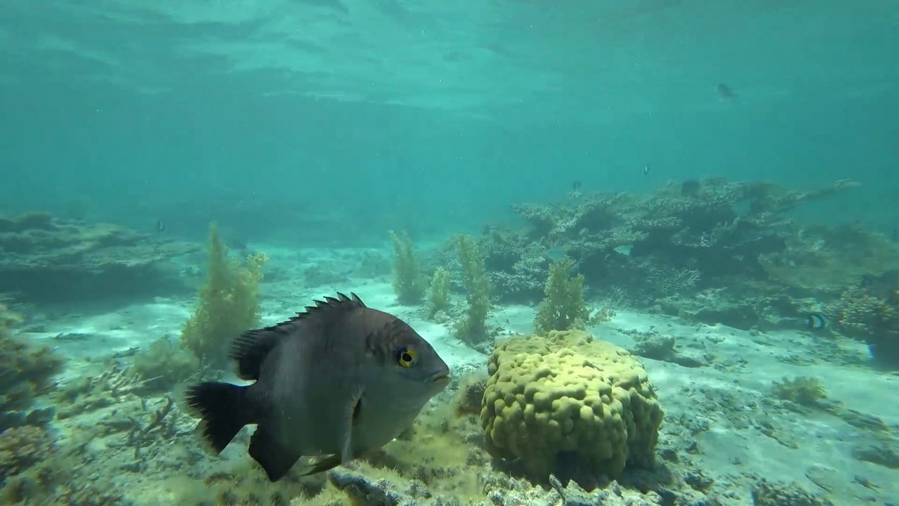 Poisson-cafre ou Grégoire noir qui défendent leur territoire