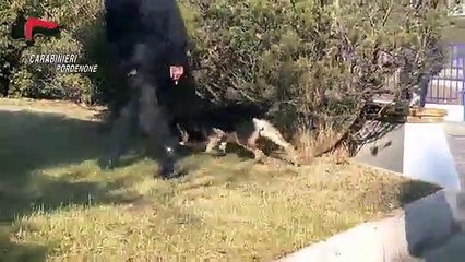 Pordenone - Spaccio di droga, sgominata banda di trafficanti (17.04.20)