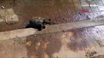 Çalışanların peşine takılan kaplumbağa, görenleri şaşkına çevirdi