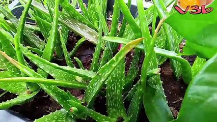 Cách Làm NHA ĐAM ĐƯỜNG PHÈN LÁ DỨA Giòn Ngon Giải Nhiệt