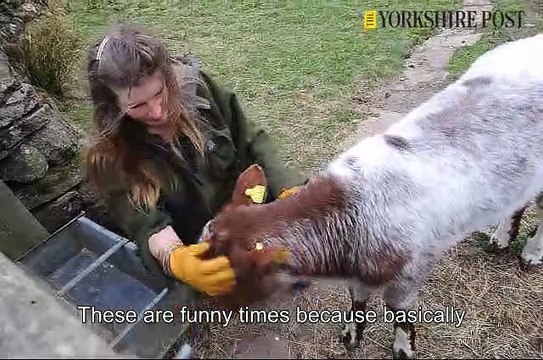 Amanda Owen Yorkshire Shepherdess in lockdown