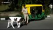 Police officer rescues calf in northern India and now it won't leave him alone