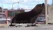 Sea lions laze around commercial areas at Argentina port