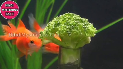 Gold fish kuch khas khubi jo aapko choukan de. Dekhiye aur janiye