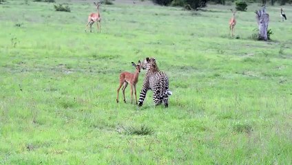 태안출장ㅁㅏ ㅅㅏ ㅈㅣ ▒후불제▒ 070x5180x1617 {카톡AO82} ' 20대' 태안출장마사지럭셔리 출장@마사지 ♥⊇≪