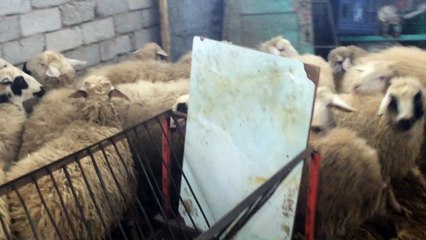 They crush each other to become famous when they see the camera