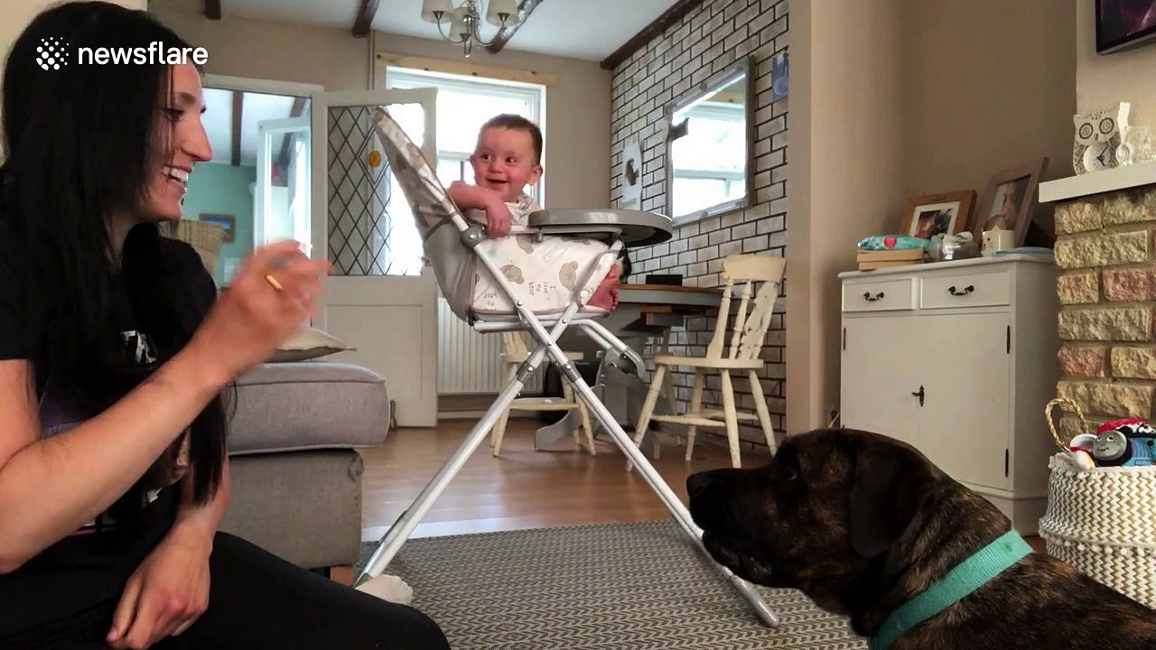 Adorable baby Percy laughs hysterically at his pet dog playing catch